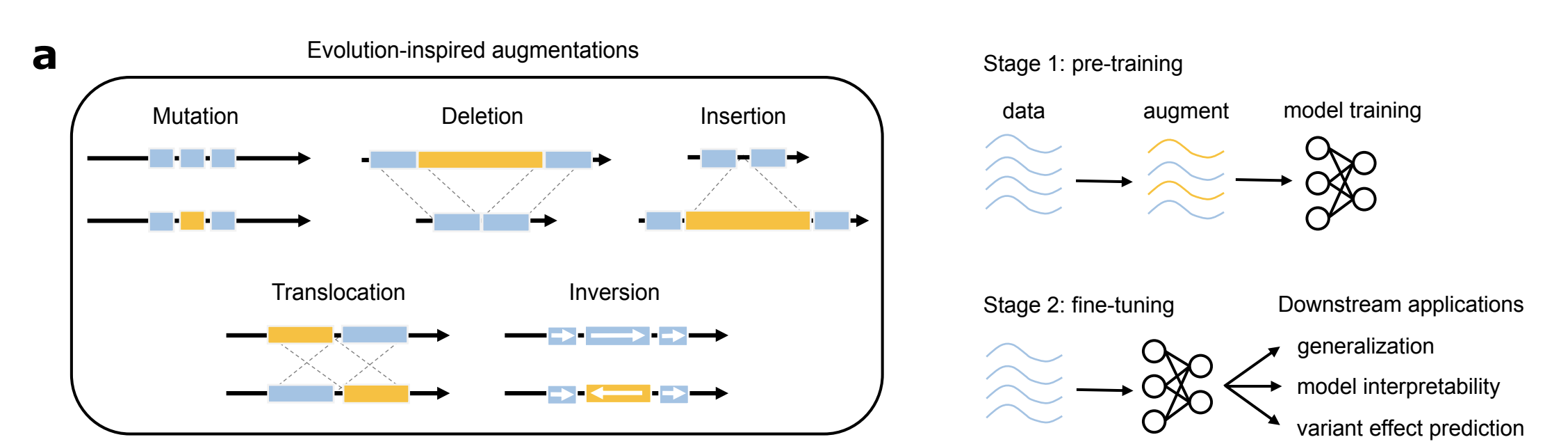 Image of evolution paper.